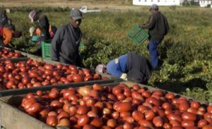 Immigrati impegnati in agricoltura: uno dei tipici lavori stagionali, e in nero, che svolgono