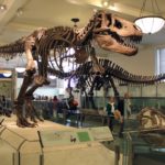 Dinosaur-Museum-Wallpaper-HD