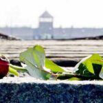 rosa-campo-concentramento