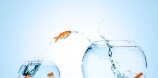 migrazione migrazioni pesci immaginario