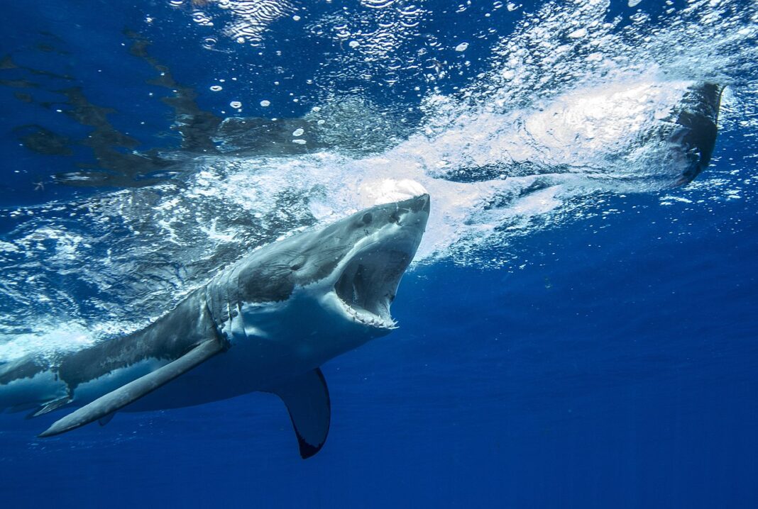 grande squalo bianco paura attacco