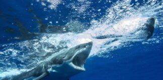 grande squalo bianco paura attacco